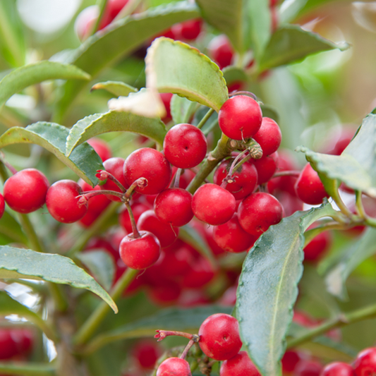 Cotoneaster Hybridus Pendulus