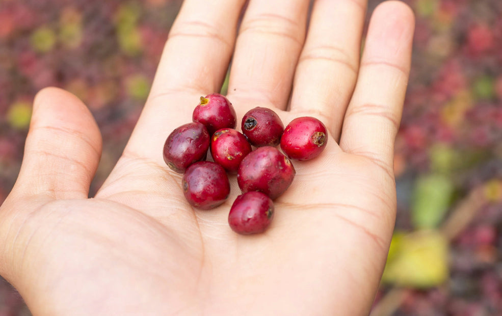 Cranberries: A Jewel for Edible Gardening.