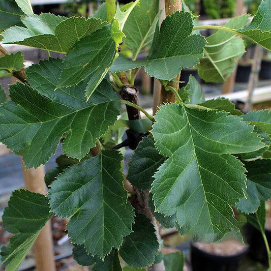 Close-up of green mulberry leaves on a tree branch, reminiscent of the lush foliage found on the Crataegus Big Golden Star - Chinese Hawthorn Tree, known for its edible red fruits.