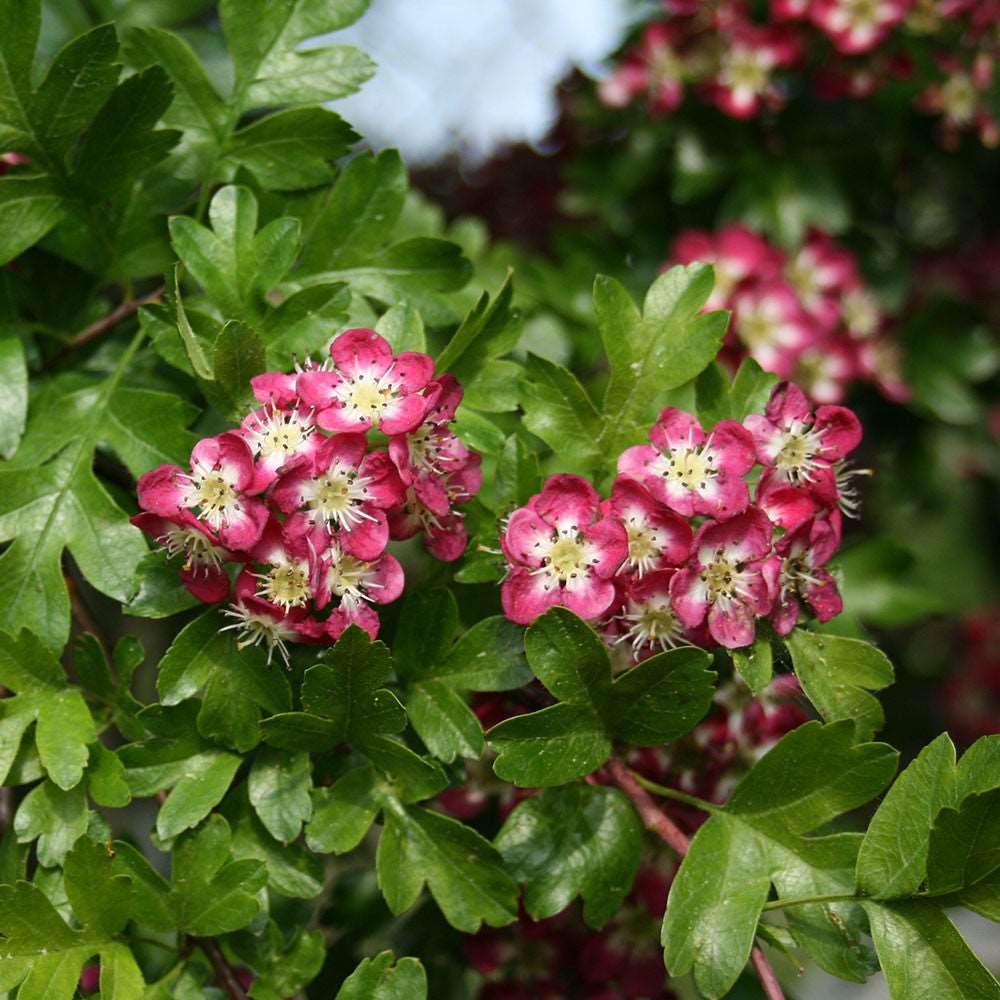 Close-up of the vibrant crimson flowers from the Crataegus Crimson Cloud - Midland Hawthorn Tree, set against a backdrop of lush green leaves, capturing its beauty.