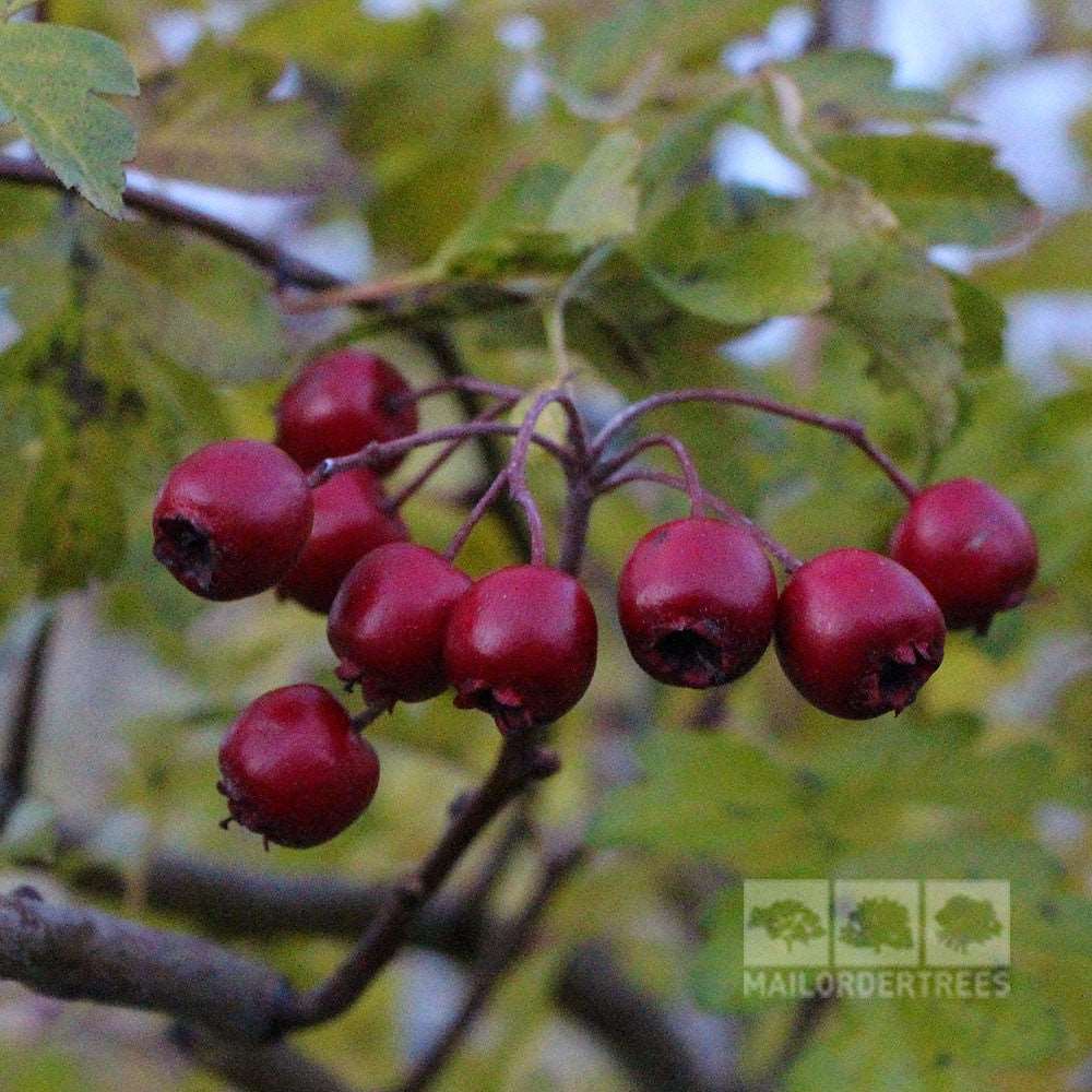 Crataegus Crimson Cloud berries hang from a branch among the green leaves of the Midland Hawthorn Tree.