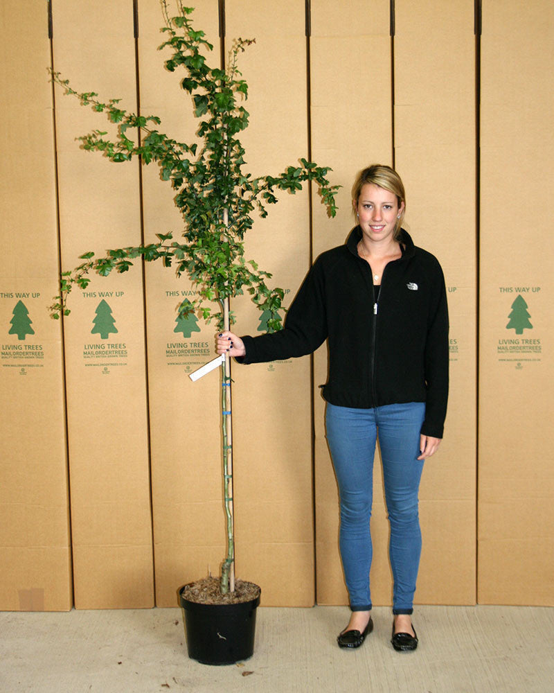 A person stands beside a tall potted Crataegus Crimson Cloud - Midland Hawthorn Tree, its branches casting gentle shadows over the cardboard boxes nearby.