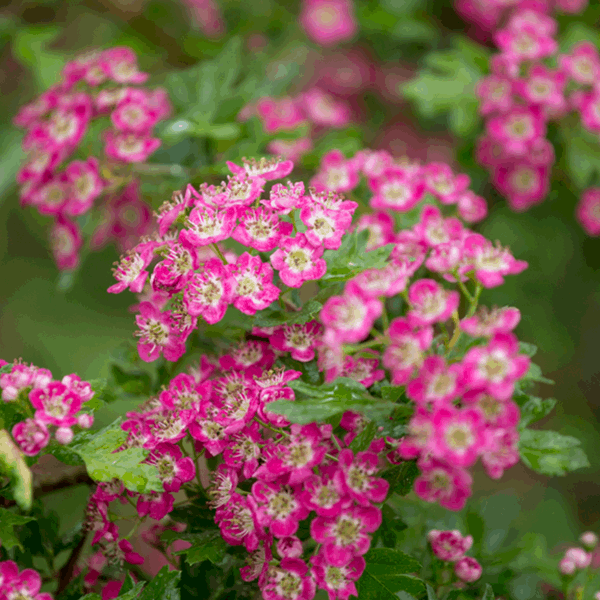 A cluster of vibrant crimson flowers with green leaves on a bush, captured in full bloom, reminiscent of the Crataegus Crimson Cloud - Midland Hawthorn Tree.