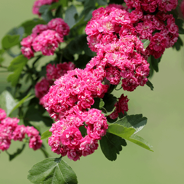 Close-up of vivid pink blossoms from the Crataegus Paul's Scarlet - Midland Hawthorn Tree, with lush green leaves set against a soft-focus green background, highlighting the charm of this compact tree.