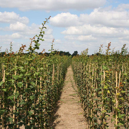 Rows of young plants in a neatly arranged field under a partly cloudy sky are enhanced by the vibrant presence of Crataegus Paul's Scarlet - Midland Hawthorn Trees, celebrated for their deep pink flowers that add a splash of colour and elegance similar to a small garden tree.