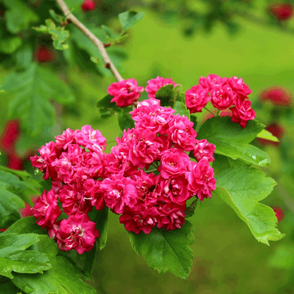 A cluster of vibrant pink flowers and lush green leaves adorns the branch of a compact Crataegus Paul's Scarlet - Midland Hawthorn Tree Mix and Match, set against a blurred green background.