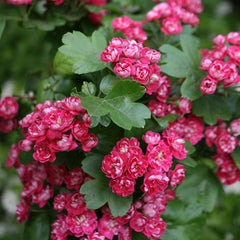 Crataegus Paul's Scarlet - Midland Hawthorn Tree Mix and Match