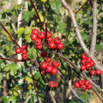 Close-up of crimson fruits clustered on slender branches, featuring vibrant red berries with the blurred green backdrop of a Crataegus Prunifolia - Hawthorn Tree, capturing the essence of autumn colour.