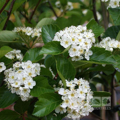 Clusters of small white flowers surrounded by green leaves embellish the Crataegus Prunifolia - Hawthorn Tree, which later transforms into a magnificent autumn spectacle featuring vibrant crimson fruits adorning the branches.