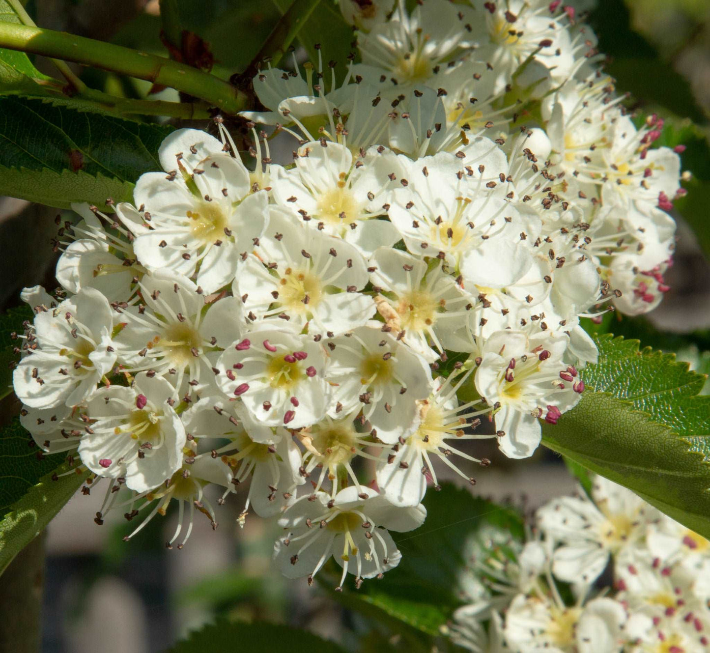 The Crataegus Prunifolia, commonly known as the Hawthorn Tree, showcases a cluster of white flowers with small petals and prominent stamens, encircled by vibrant green leaves. In the background, its crimson fruits bring a vivid touch of autumn colour.