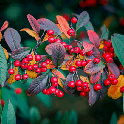 Bright crimson fruits grace the branches of a Crataegus Prunifolia - Hawthorn Tree, nestled among leaves that boast lively hues of green, purple, and yellow in an exquisite autumnal showcase.