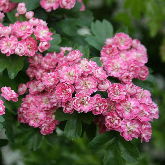 The Crataegus Rosea Flore Pleno, commonly known as the Midland Hawthorn Tree, showcases a remarkable display of double pink flowers in full bloom, complemented beautifully by its vibrant green foliage.