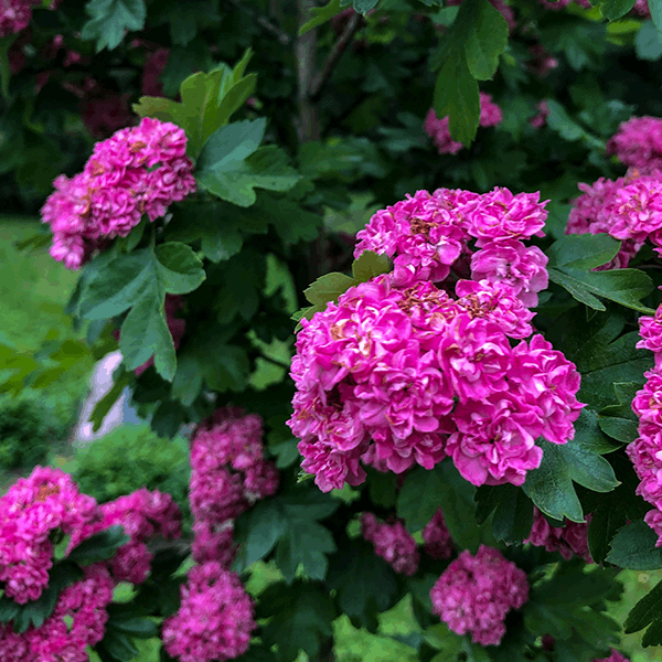 Clusters of pink flowers bloom amidst the green leaves on a Crataegus Toba - Toba Hawthorn Tree, with a blurred background highlighting additional greenery.