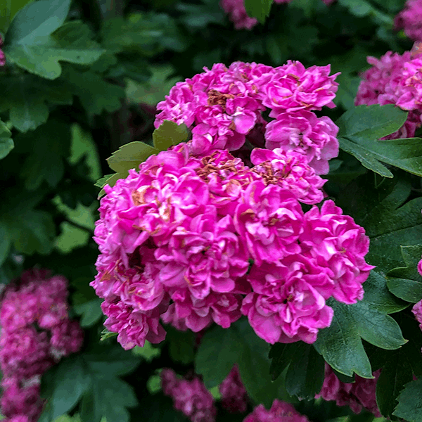 Vibrant pink flowers in full bloom on a lush green Crataegus Toba - Toba Hawthorn Tree shrub.