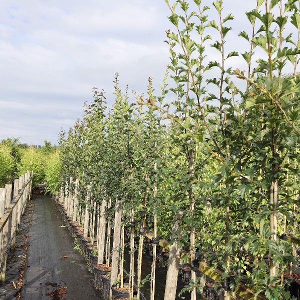 Neatly arranged rows of Crataegus arnoldiana trees in pots line a narrow pathway in an outdoor nursery beneath a cloudy sky, promising future blooms and appetising red fruits ideal for attracting wildlife.