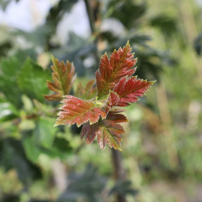 Close-up of a Crataegus arnoldiana - Hawthorn Tree with young, red-tinted leaves, known for its edible red fruits, set against a blurred green background, making it perfect for attracting wildlife.