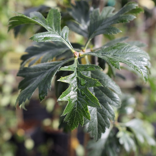 Close-up of the serrated-edged green leaves on a Crataegus arnoldiana - Hawthorn Tree branch, prized for their ability to attract wildlife and produce edible red fruits.