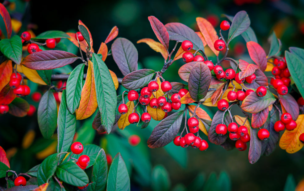 A Lifeline for Wildlife Throughout the Year.