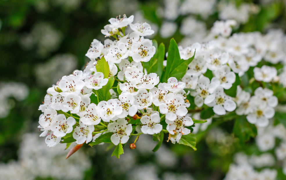 Crataegus: A Classic Tree with Seasonal Charm.