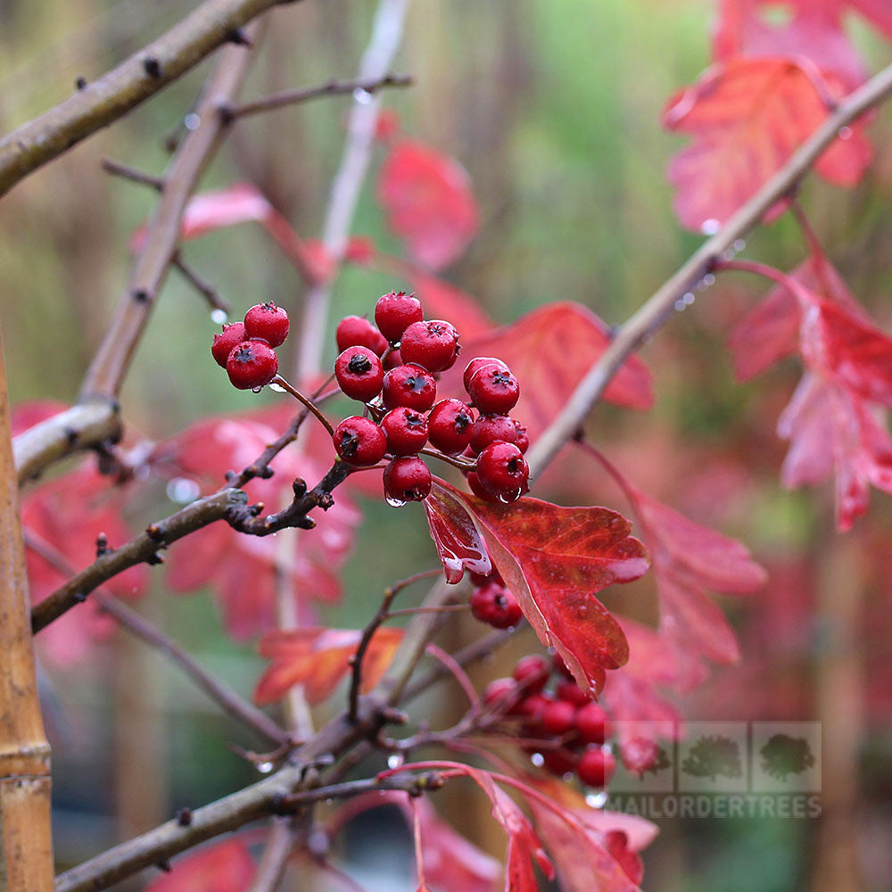 Clusters of red berries and vibrant red leaves adorn a slender branch of the Crataegus laevigata Plena - Midland Hawthorn Tree, with small double white flowers emerging through its glossy dark-green foliage against a softly blurred natural background.