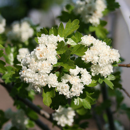 Close-up of the small double white flowers of the Crataegus laevigata Plena - Midland Hawthorn Tree in bloom, surrounded by its glossy dark-green foliage.