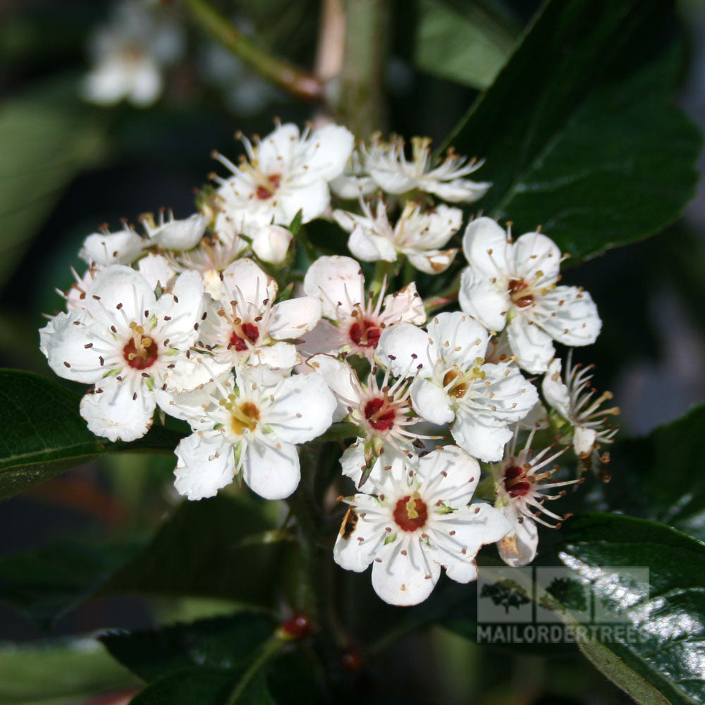 Close-up of Crataegus lavallei tree blossoms, featuring white petals with vivid red centres, surrounded by a backdrop of deep green foliage.