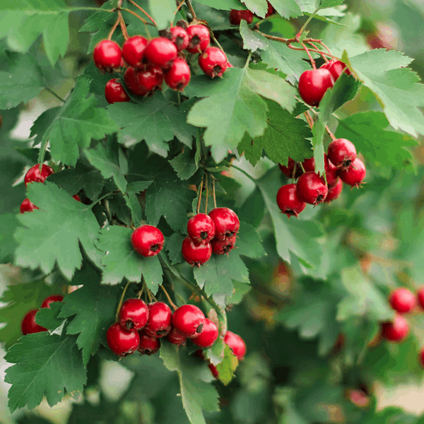 Clusters of vibrant red berries hang from the leafy branches of the Crataegus monogyna - Common Hawthorn Tree, often interspersed with delicate white flowers. This tree is a popular choice for mixed hedging, providing a striking contrast to any landscape.