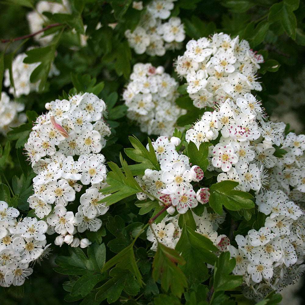 Close-up of clusters from the Crataegus monogyna - Common Hawthorn Tree, showcasing its white flowers and lush green leaves, ideal for mixed hedging.