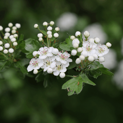 A cluster of white Crataegus monogyna flowers with green leaves, perfect for mixed hedging, set against a blurred green background.