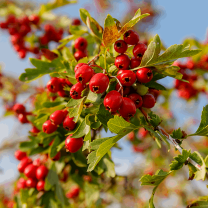 The Crataegus monogyna, known as the Common Hawthorn Tree, with its red berries, green leaves, and white flowers adorns the branch under a clear blue sky.