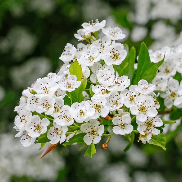 A cluster of delicate white flowers from the Crataegus monogyna - Common Hawthorn Tree, accompanied by lush green leaves on a branch, set against a softly blurred natural background.