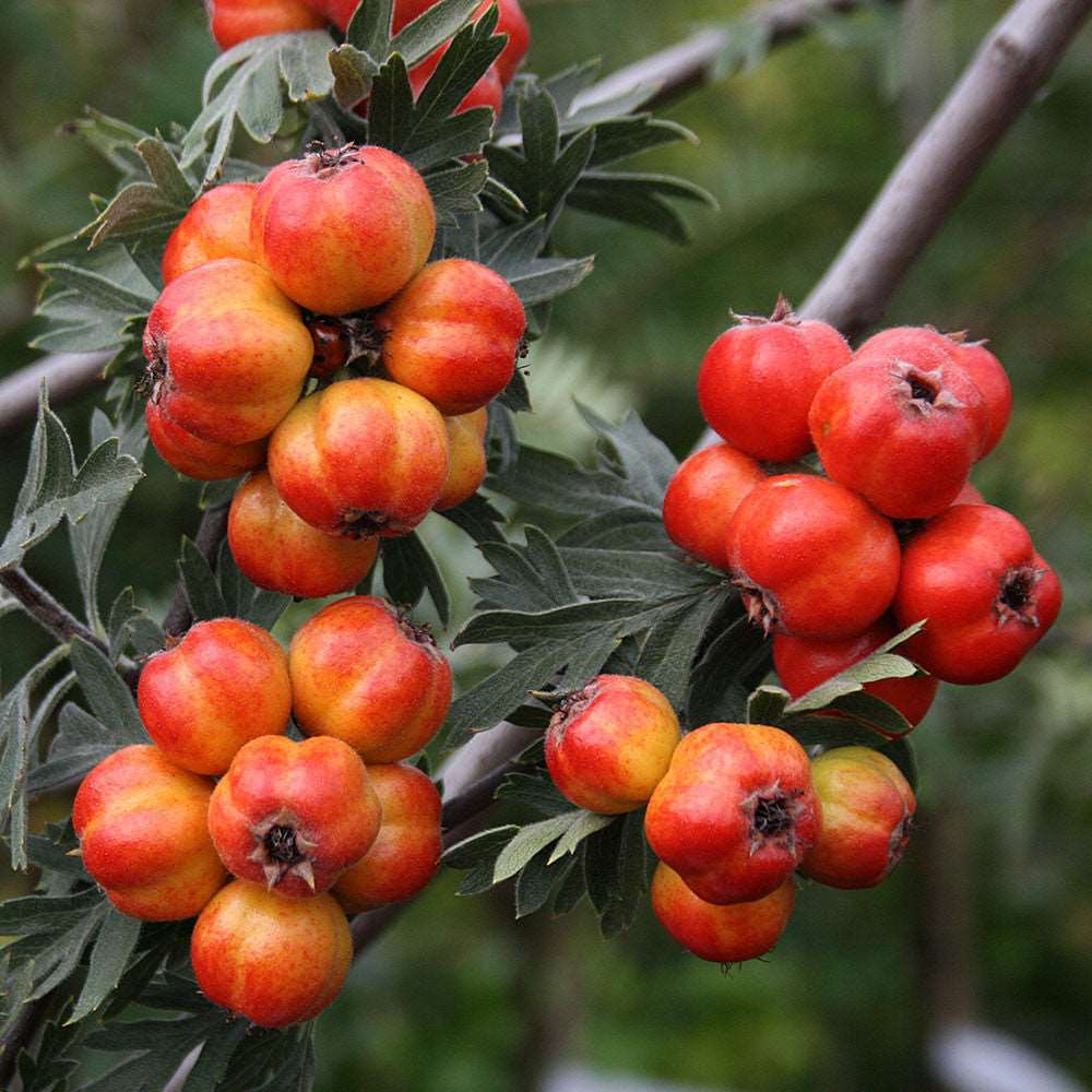 Clusters of round red and yellow berries elegantly dangle from a branch adorned with green leaves, highlighting the ornamental beauty of the Crataegus orientalis, commonly known as the Silver Thorn Tree. This wildlife-friendly tree offers a captivating display that invites an array of creatures to its vibrant bounty.