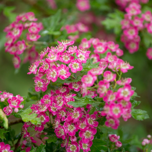 Crataegus Crimson Cloud - Midland Hawthorn Tree