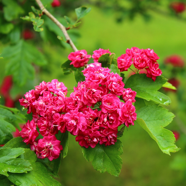 Crataegus Paul