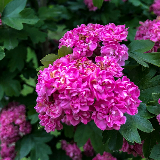 Crataegus Toba