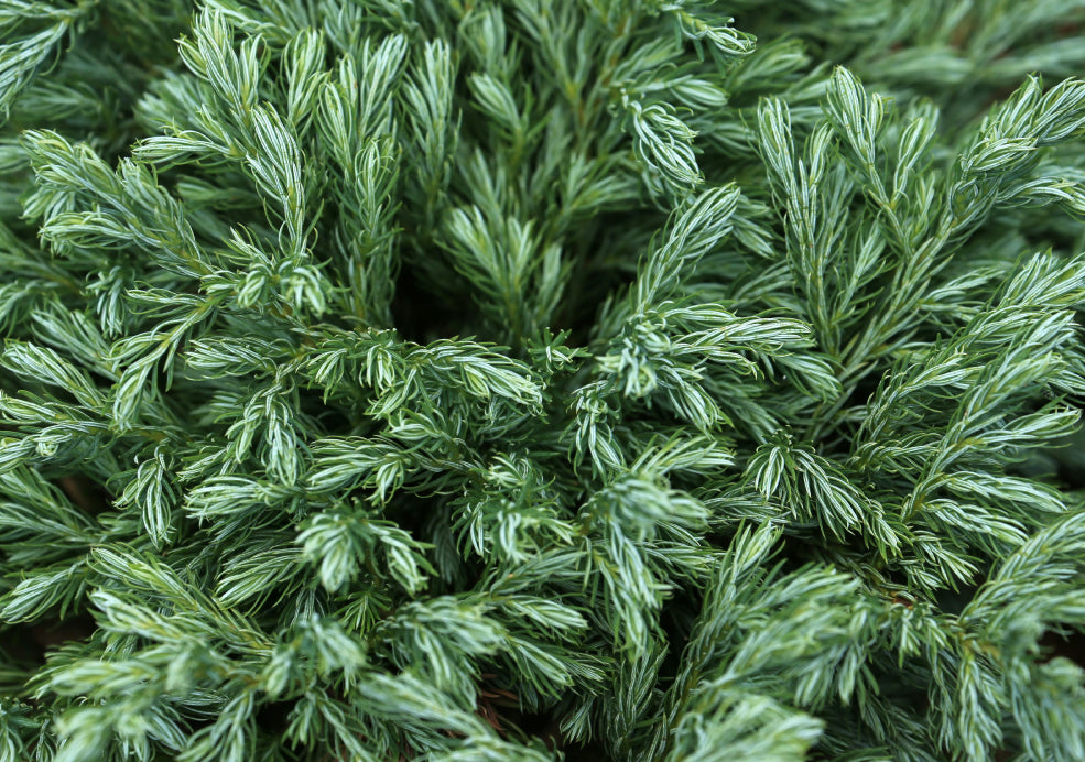 Cryptomeria: A Majestic Conifer with Timeless Appeal.