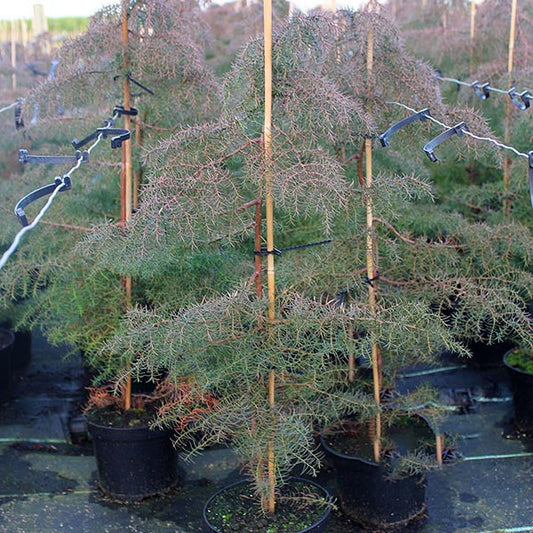 Rows of small potted trees with thin branches and dense evergreen foliage, like the Cryptomeria japonica Elegans - Japanese Red Cedar, are supported by stakes.