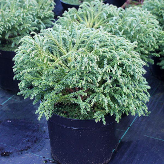 The Cryptomeria japonica Globosa Nana (Japanese Red Cedar) boasts lush, green, fern-like foliage reminiscent of a dwarf conifer, elegantly displayed on a dark surface.