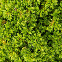 Cryptomeria japonica Green Pearl