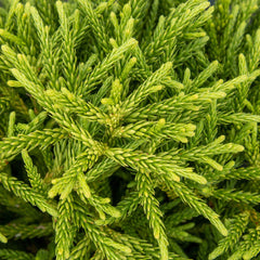 Cryptomeria japonica Little Champion