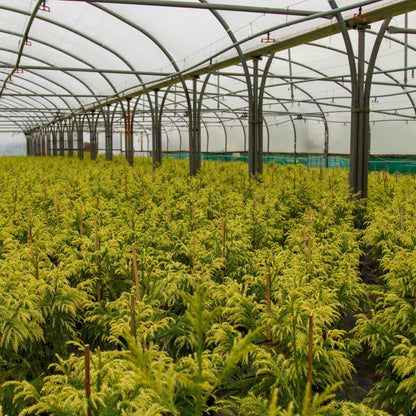 Lush evergreen leaves of the Cryptomeria japonica Sekkan – also known as the Sekkan Sugi Japanese cedar – thrive in an expansive greenhouse with a gently curved, transparent roof, creating a tranquil sanctuary for various plant species.