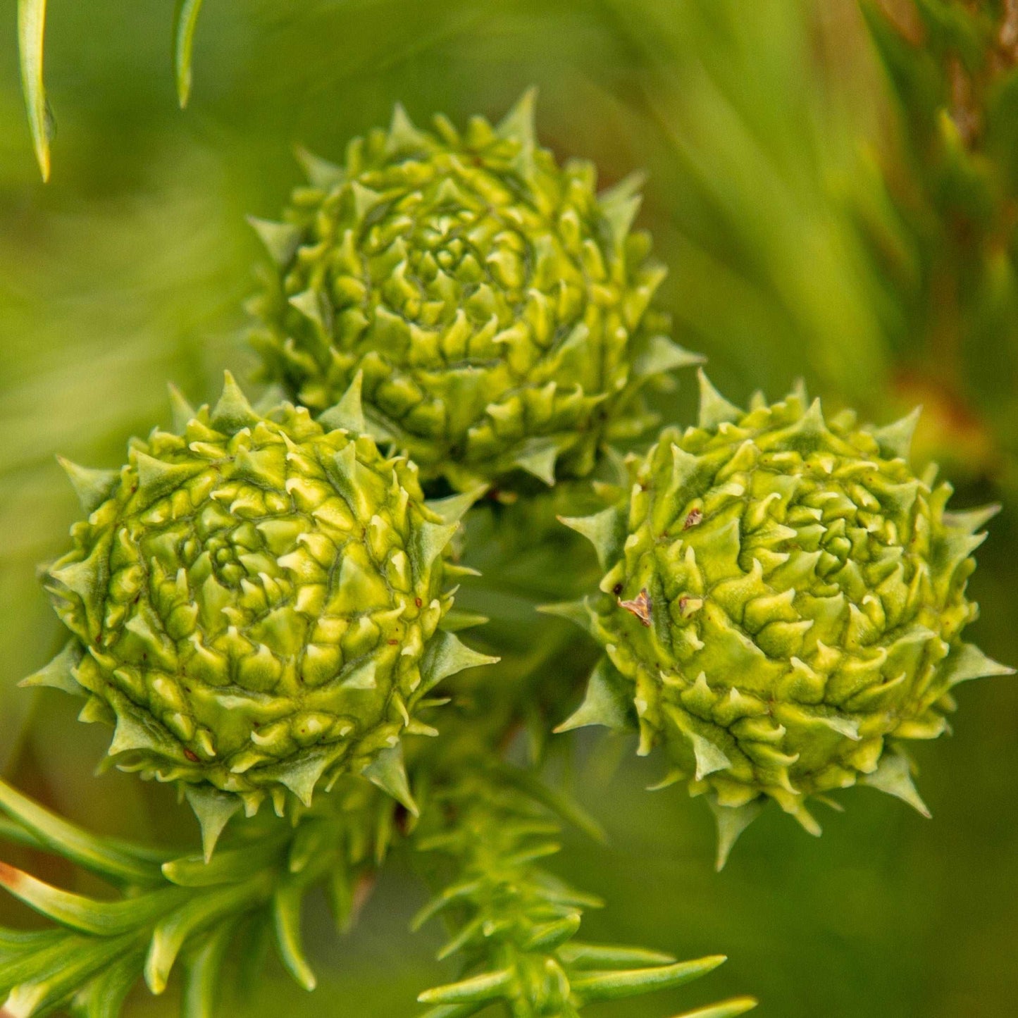 Close-up of three green, textured cones on a Cryptomeria japonica Sekkan - Sekkan Sugi Japanese cedar, surrounded by spiky evergreen leaves.