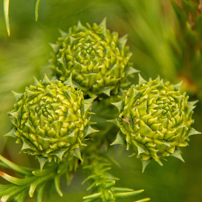 Close-up of three green, textured cones on a Cryptomeria japonica Sekkan - Sekkan Sugi Japanese cedar, surrounded by spiky evergreen leaves.