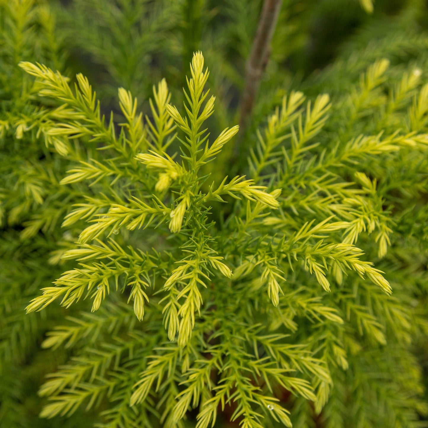 Close-up of lush, needle-like evergreen leaves on the branches of a Cryptomeria japonica Sekkan - Sekkan Sugi Japanese cedar, highlighting its intricate beauty.