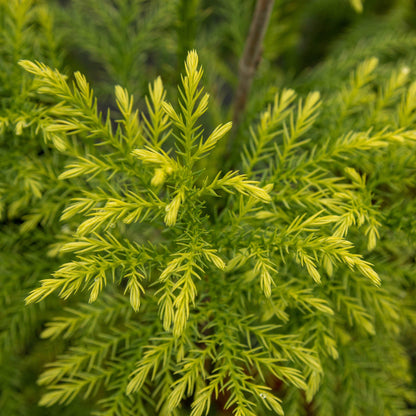 Close-up of lush, needle-like evergreen leaves on the branches of a Cryptomeria japonica Sekkan - Sekkan Sugi Japanese cedar, highlighting its intricate beauty.