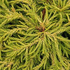 Cryptomeria japonica Spiralis