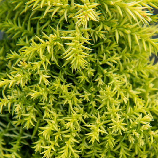 Cryptomeria japonica Twinkle Toes