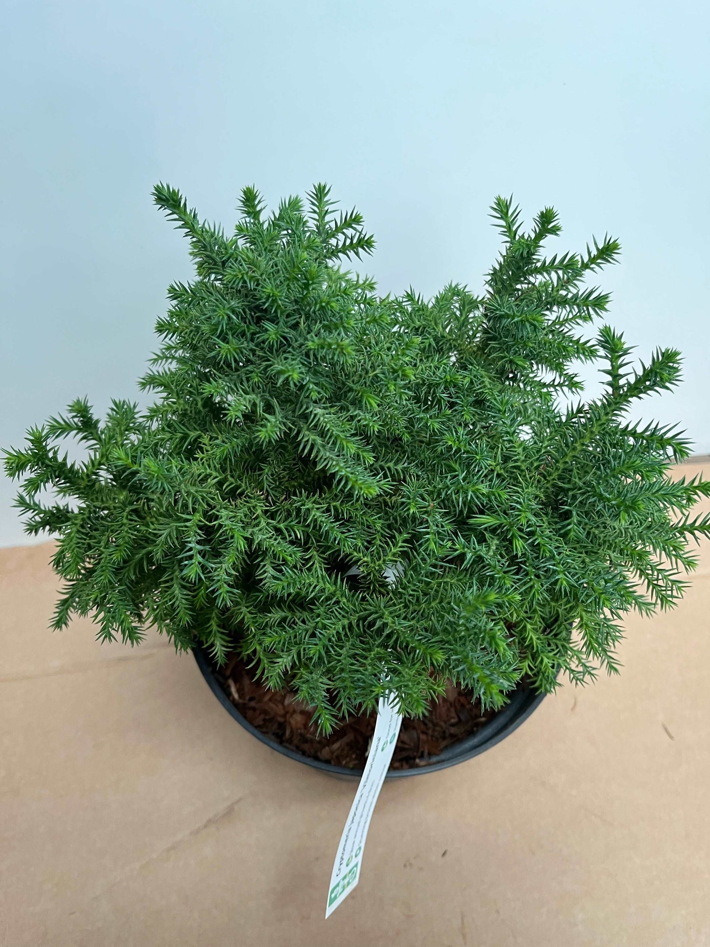 The Cryptomeria japonica Vilmoriniana, a potted plant with small, dense, needle-like leaves, stands against a plain, light background.