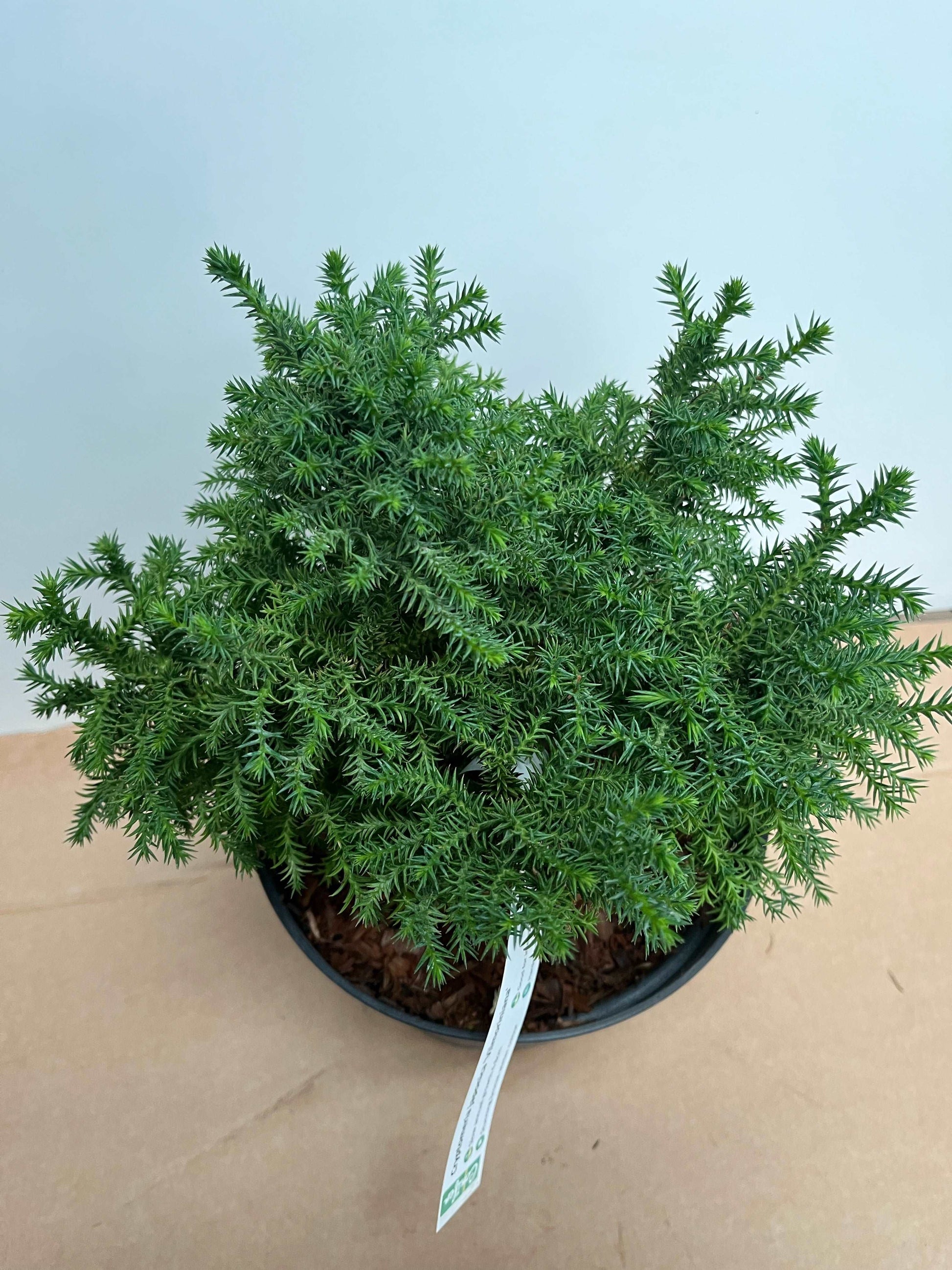 The Cryptomeria japonica Vilmoriniana, a potted plant with small, dense, needle-like leaves, stands against a plain, light background.