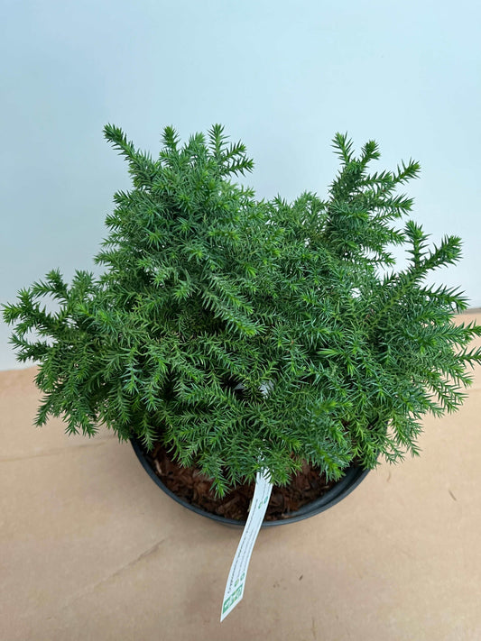 Cryptomeria japonica 'Vilmoriniana'